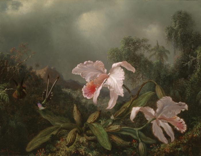 Martin Johnson Heade Jungle Orchids and Hummingbirds oil painting picture